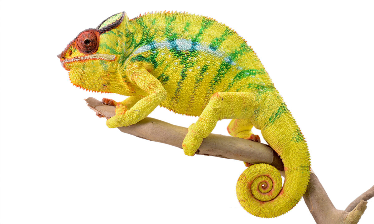 Use of emotional intelligence tests